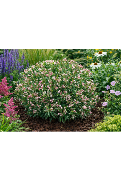 підбіл багатолистний в ландшафті